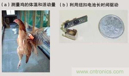 利用傳感器測量雞的體溫及活動(dòng)量從而檢測禽流感