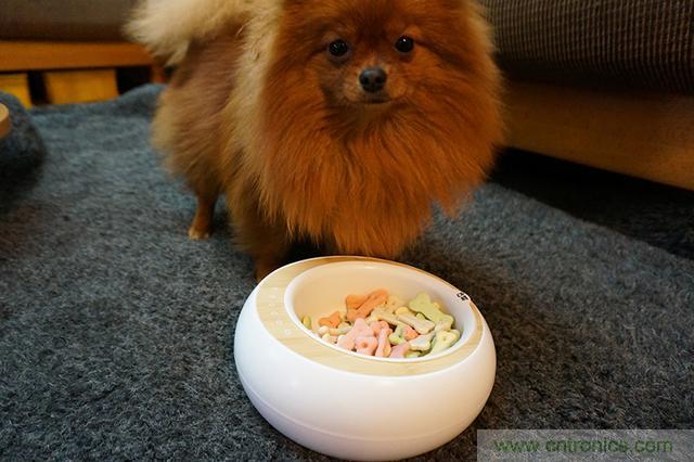 科學喂養從狗娃做起&mdash;&mdash;逗愛乖乖碗測試